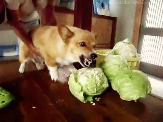Doge destroying food Blank Meme Template