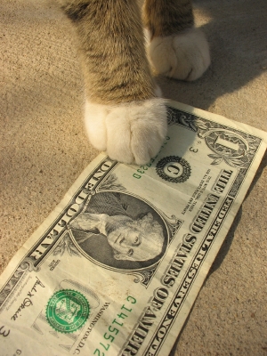 High Quality cat money Blank Meme Template