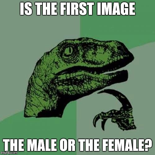 IS THE FIRST IMAGE THE MALE OR THE FEMALE? | image tagged in memes,philosoraptor | made w/ Imgflip meme maker