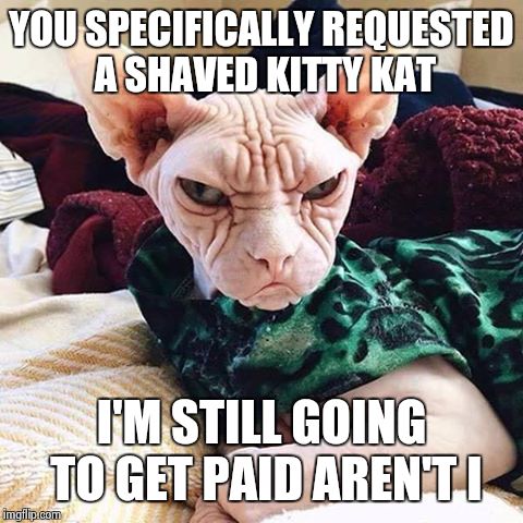 back page fail | YOU SPECIFICALLY REQUESTED A SHAVED KITTY KAT; I'M STILL GOING TO GET PAID AREN'T I | image tagged in back in my day cat | made w/ Imgflip meme maker