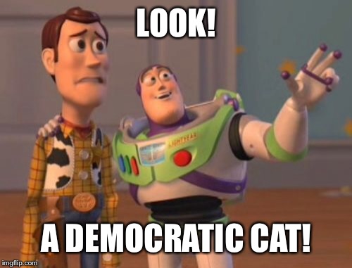 X, X Everywhere Meme | LOOK! A DEMOCRATIC CAT! | image tagged in memes,x x everywhere | made w/ Imgflip meme maker