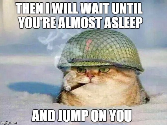Go ahead, go to bed, you silly human. | THEN I WILL WAIT UNTIL YOU'RE ALMOST ASLEEP; AND JUMP ON YOU | image tagged in cat meme,kitty,war cat,sleep | made w/ Imgflip meme maker