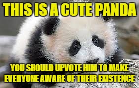 Panda | THIS IS A CUTE PANDA; YOU SHOULD UPVOTE HIM TO MAKE EVERYONE AWARE OF THEIR EXISTENCE | image tagged in memes,panda | made w/ Imgflip meme maker