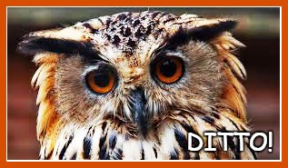 Ditto Owl | DITTO! | image tagged in owl,ditto | made w/ Imgflip meme maker