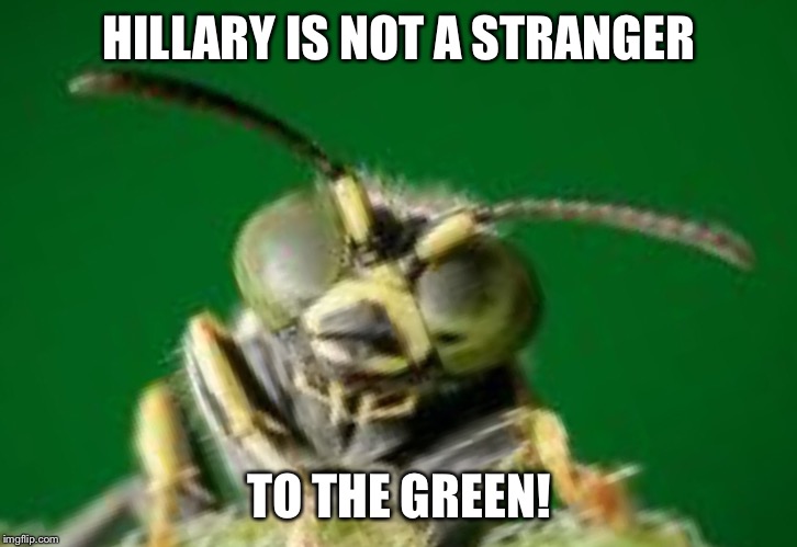 MR GREEN BUG | HILLARY IS NOT A STRANGER; TO THE GREEN! | image tagged in mr green bug | made w/ Imgflip meme maker
