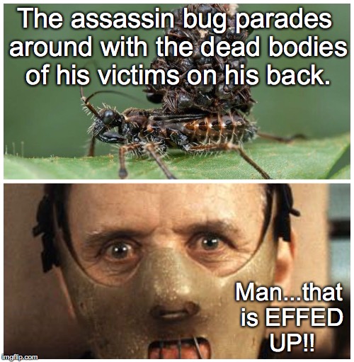 Shocking to Hannibal Lecter | The assassin bug parades around with the dead bodies of his victims on his back. Man...that is EFFED UP!! | image tagged in hannibal lecter | made w/ Imgflip meme maker