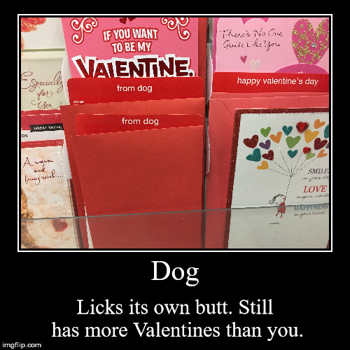 As seen in the card aisle. | image tagged in funny,demotivationals,valentine's day,dog,dogs,forever alone | made w/ Imgflip demotivational maker