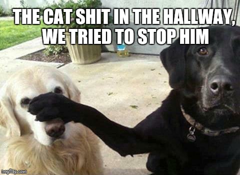 Dogs | THE CAT SHIT IN THE HALLWAY, WE TRIED TO STOP HIM | image tagged in dogs | made w/ Imgflip meme maker