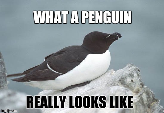 WHAT A PENGUIN; REALLY LOOKS LIKE | image tagged in meme,funny,penguin | made w/ Imgflip meme maker