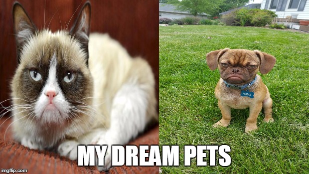 Grumpy Pets | MY DREAM PETS | image tagged in pets,grumpy cat,grumpy dog,animals | made w/ Imgflip meme maker