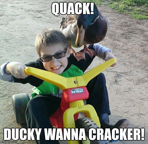 gimme quacker | QUACK! DUCKY WANNA CRACKER! | image tagged in memes,ducks | made w/ Imgflip meme maker