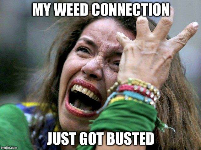 Hysterical Holly | MY WEED CONNECTION; JUST GOT BUSTED | image tagged in hysterical holly | made w/ Imgflip meme maker
