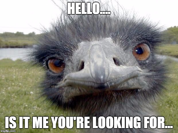 angry_emu | HELLO.... IS IT ME YOU'RE LOOKING FOR... | image tagged in angry_emu | made w/ Imgflip meme maker