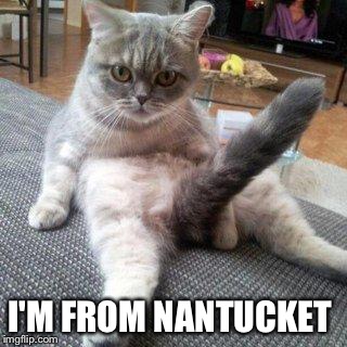 Dunno if this was done or not | I'M FROM NANTUCKET | image tagged in cat boner,lol,cats,funny memes,funny | made w/ Imgflip meme maker