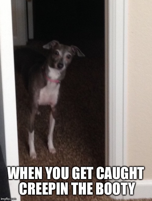 Door Dog | WHEN YOU GET CAUGHT CREEPIN THE BOOTY | image tagged in dog,door,creepin,reactions,when you see the booty,booty | made w/ Imgflip meme maker