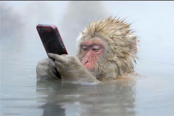 rhesus monkey iphone Blank Meme Template