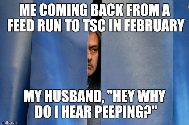 Mourinho Hiding | ME COMING BACK FROM A FEED RUN TO TSC IN FEBRUARY; MY HUSBAND, "HEY WHY DO I HEAR PEEPING?" | image tagged in mourinho hiding | made w/ Imgflip meme maker