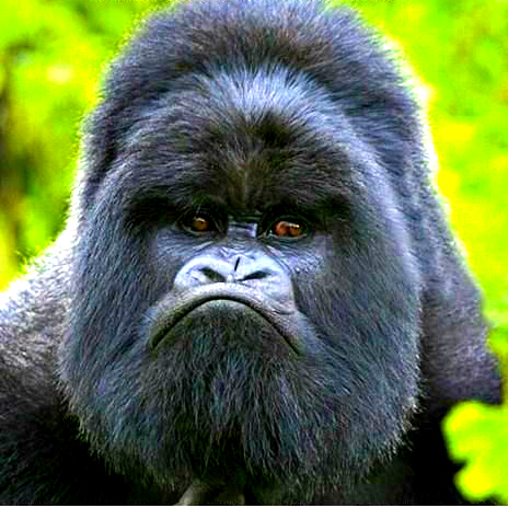 Grumpy Gorilla Blank Meme Template
