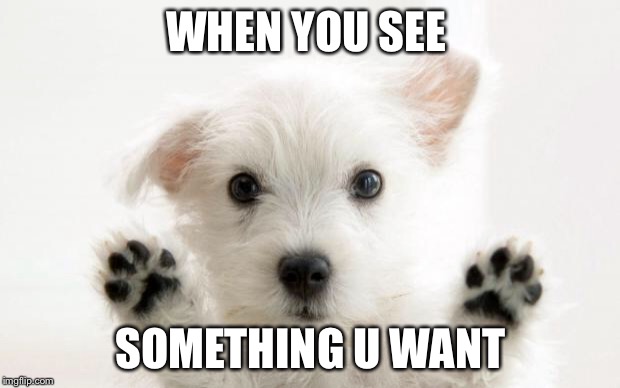 cute dog | WHEN YOU SEE; SOMETHING U WANT | image tagged in cute dog | made w/ Imgflip meme maker