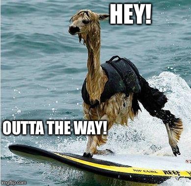 This Llama is surfing | HEY! OUTTA THE WAY! | image tagged in this llama is surfing | made w/ Imgflip meme maker