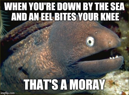 Bad Joke Eel Meme | WHEN YOU'RE DOWN BY THE SEA AND AN EEL BITES YOUR KNEE; THAT'S A MORAY | image tagged in memes,bad joke eel | made w/ Imgflip meme maker