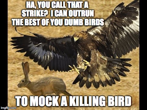 bad pun of the day | HA, YOU CALL THAT A STRIKE?  I CAN OUTRUN THE BEST OF YOU DUMB BIRDS; TO MOCK A KILLING BIRD | image tagged in memes,hawk and rabbit | made w/ Imgflip meme maker