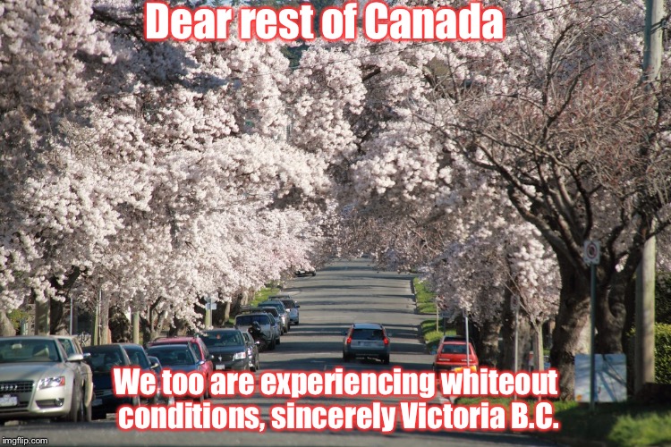 Victoria whiteout |  Dear rest of Canada; We too are experiencing whiteout conditions, sincerely Victoria B.C. | image tagged in canada,funny memes,winter,snow storm | made w/ Imgflip meme maker