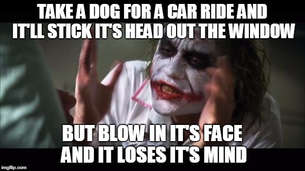 And everybody loses their minds | TAKE A DOG FOR A CAR RIDE AND IT'LL STICK IT'S HEAD OUT THE WINDOW; BUT BLOW IN IT'S FACE AND IT LOSES IT'S MIND | image tagged in memes,and everybody loses their minds | made w/ Imgflip meme maker