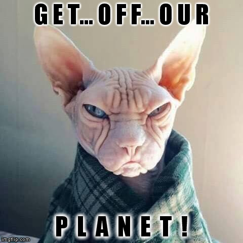 Angry Cat | G E T... O F F... O U R; P  L  A  N  E  T  ! | image tagged in aliens | made w/ Imgflip meme maker