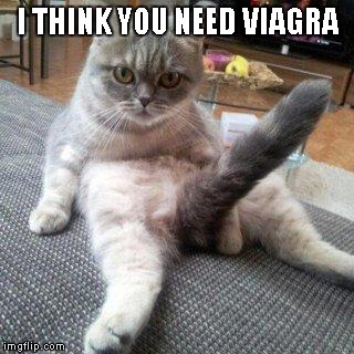 Cat boner | I THINK YOU NEED VIAGRA | image tagged in cat boner | made w/ Imgflip meme maker
