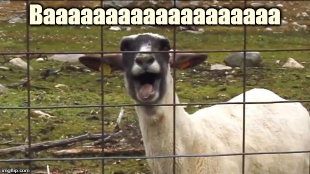 Sheep | Baaaaaaaaaaaaaaaaaaa | image tagged in sheepeo | made w/ Imgflip meme maker