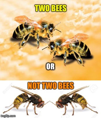 That is the question | TWO BEES; OR; NOT TWO BEES | image tagged in lol,bees,funny,funny memes,shakespeare | made w/ Imgflip meme maker