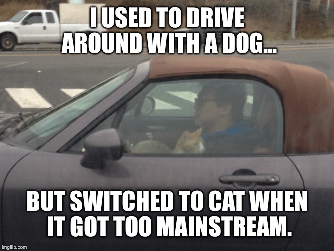 Saw this the other day on a highway | I USED TO DRIVE AROUND WITH A DOG... BUT SWITCHED TO CAT WHEN IT GOT TOO MAINSTREAM. | image tagged in funny cat memes | made w/ Imgflip meme maker