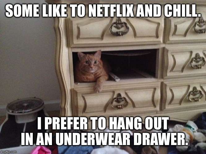 #HipppieChick Chill | SOME LIKE TO NETFLIX AND CHILL. I PREFER TO HANG OUT IN AN UNDERWEAR DRAWER. | image tagged in pets,funny cats,funny memes,funny cat memes | made w/ Imgflip meme maker