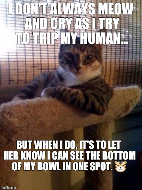 The Most Interesting Cat In The World | I DON'T ALWAYS MEOW AND CRY AS I TRY TO TRIP MY HUMAN... BUT WHEN I DO, IT'S TO LET HER KNOW I CAN SEE THE BOTTOM OF MY BOWL IN ONE SPOT. 🐯 | image tagged in memes,the most interesting cat in the world | made w/ Imgflip meme maker