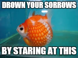 A Way to Drown Your Sorrows | DROWN YOUR SORROWS; BY STARING AT THIS | image tagged in pearl goldfish,cute goldfish,drown your sorrows | made w/ Imgflip meme maker