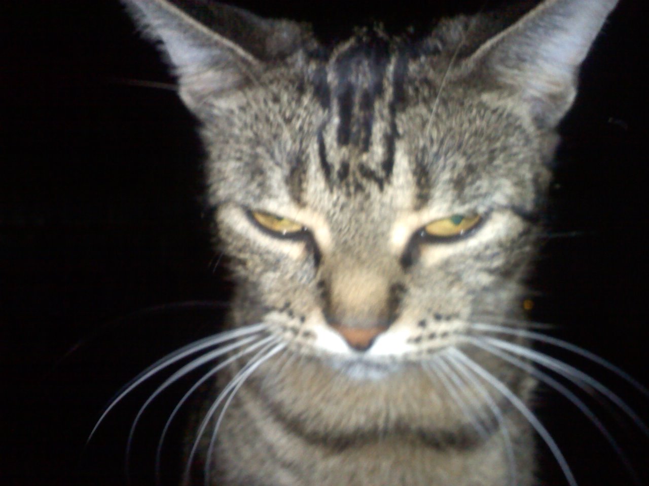 Angry Tabby Cat Blank Meme Template