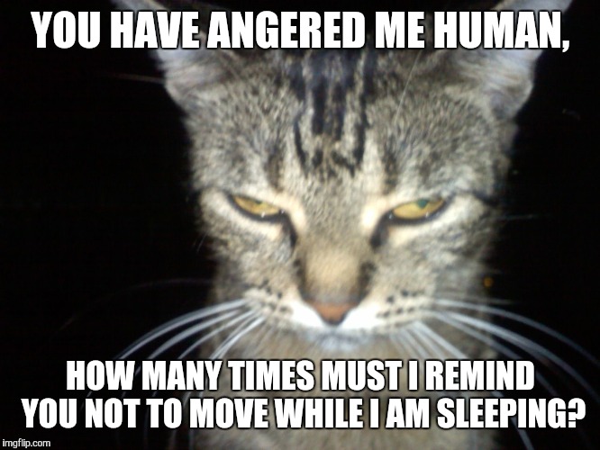 Angry Tabby Cat | YOU HAVE ANGERED ME HUMAN, HOW MANY TIMES MUST I REMIND YOU NOT TO MOVE WHILE I AM SLEEPING? | image tagged in angry tabby cat | made w/ Imgflip meme maker