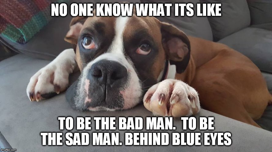 NO ONE KNOW WHAT ITS LIKE; TO BE THE BAD MAN. 
TO BE THE SAD MAN. BEHIND BLUE EYES | image tagged in sad eyes dog | made w/ Imgflip meme maker