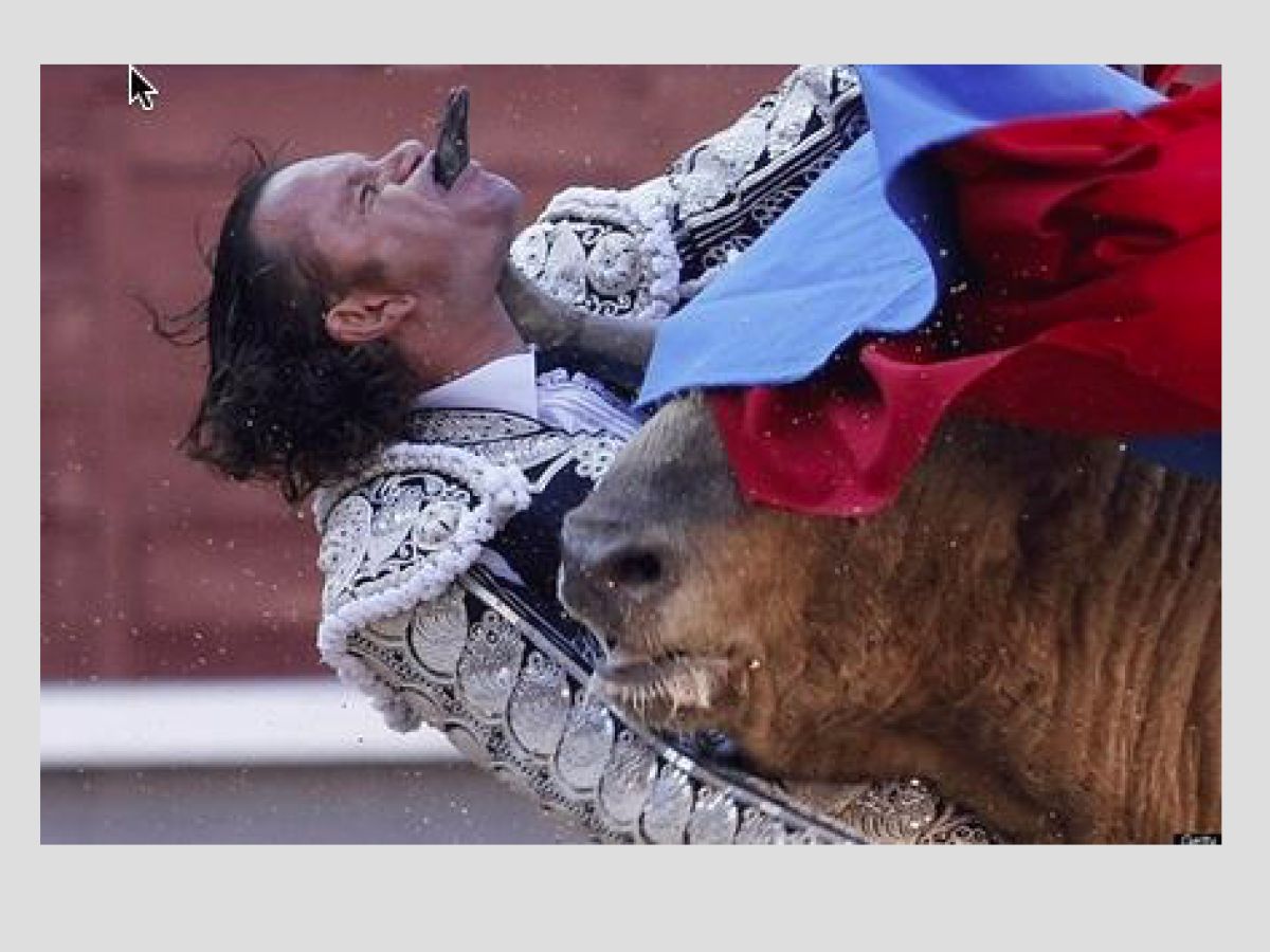 High Quality Bull fighting gone wrong Blank Meme Template