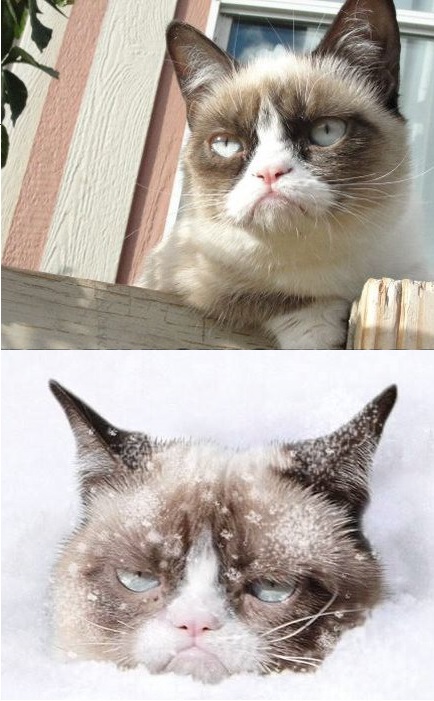 High Quality Grumpy Cat Toronto Blank Meme Template