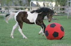 Soccer Horse Blank Meme Template