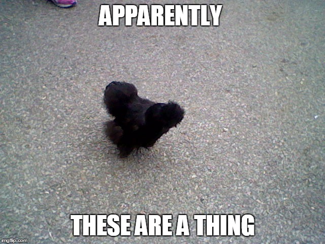 APPARENTLY; THESE ARE A THING | image tagged in poodle chicken | made w/ Imgflip meme maker