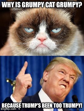 Trumpy cat | WHY IS GRUMPY CAT GRUMPY? BECAUSE TRUMP'S BEEN TOO TRUMPY! | image tagged in memes | made w/ Imgflip meme maker