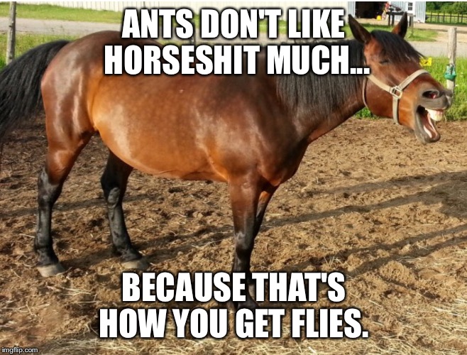 LAUGHING HORSE | ANTS DON'T LIKE HORSESHIT MUCH... BECAUSE THAT'S HOW YOU GET FLIES. | image tagged in laughing horse | made w/ Imgflip meme maker