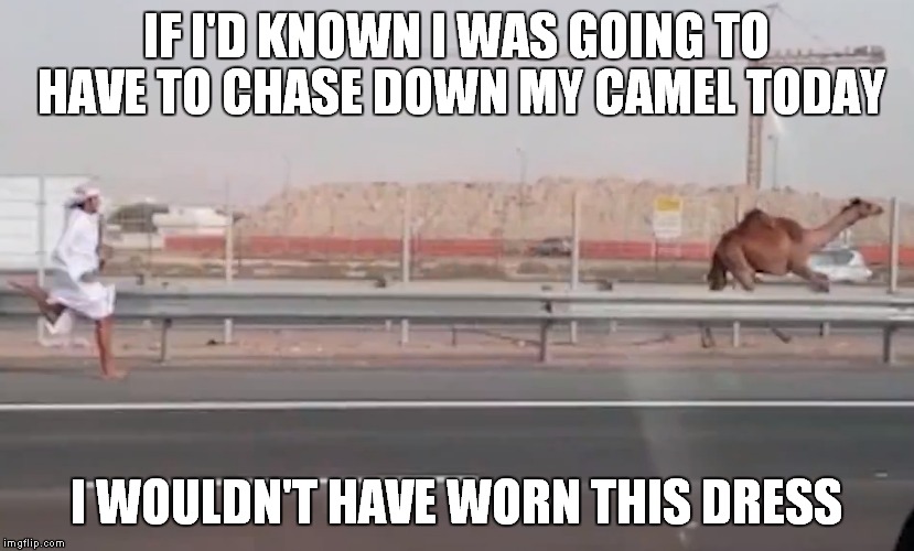 IF I'D KNOWN I WAS GOING TO HAVE TO CHASE DOWN MY CAMEL TODAY I WOULDN'T HAVE WORN THIS DRESS | made w/ Imgflip meme maker