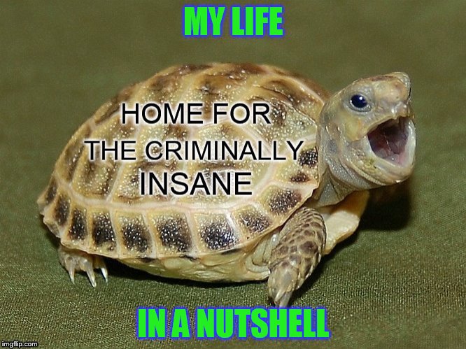 "How are ya, Nurse Ratched? I'm happy to be back."  | MY LIFE; IN A NUTSHELL | image tagged in memes,funny,animals,turtle,nutshell | made w/ Imgflip meme maker