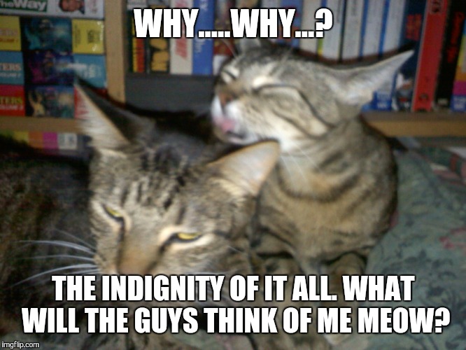 WHY.....WHY...? THE INDIGNITY OF IT ALL. WHAT WILL THE GUYS THINK OF ME MEOW? | image tagged in cat bath time | made w/ Imgflip meme maker