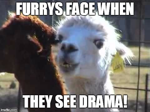 this is so true. | FURRYS FACE WHEN; THEY SEE DRAMA! | image tagged in fandom,furries,drama,llama,funny,meme | made w/ Imgflip meme maker