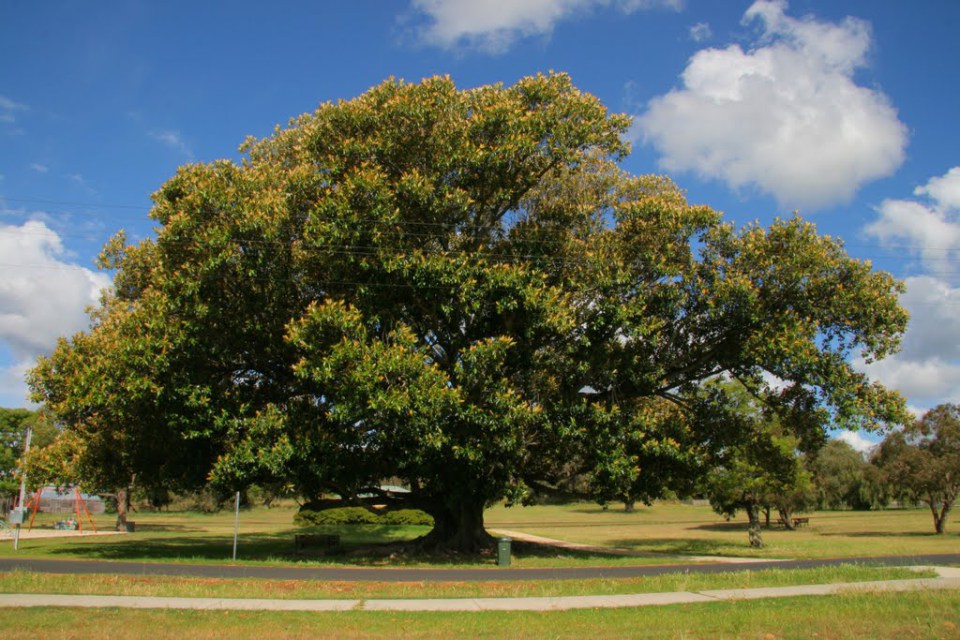 Fig Tree Blank Meme Template